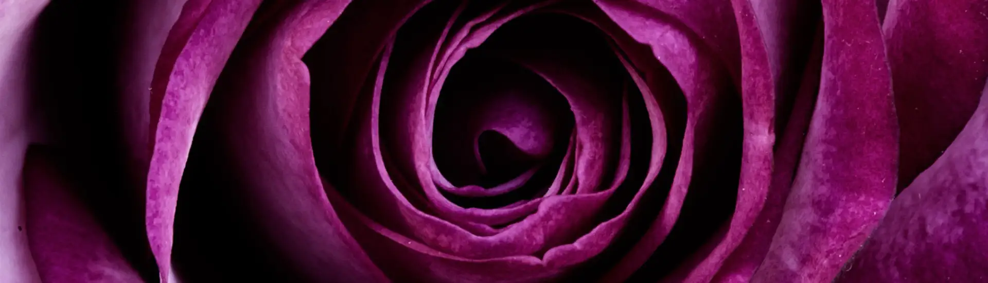 Photo d'une rose