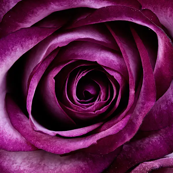 Rose violette