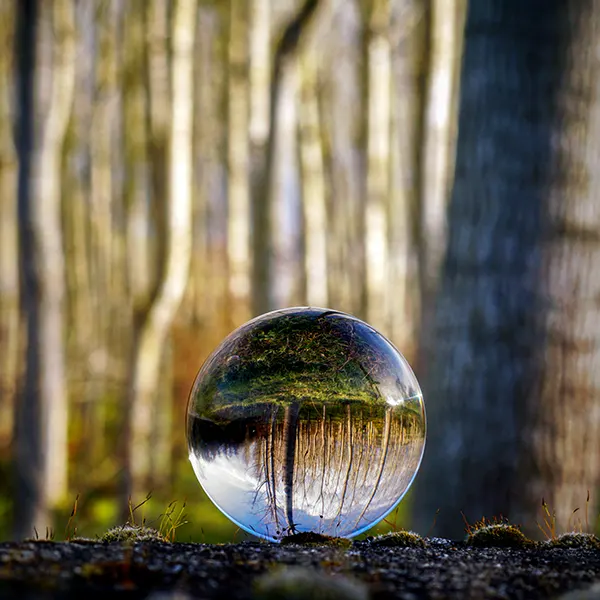 Bille en verre dans une forêt