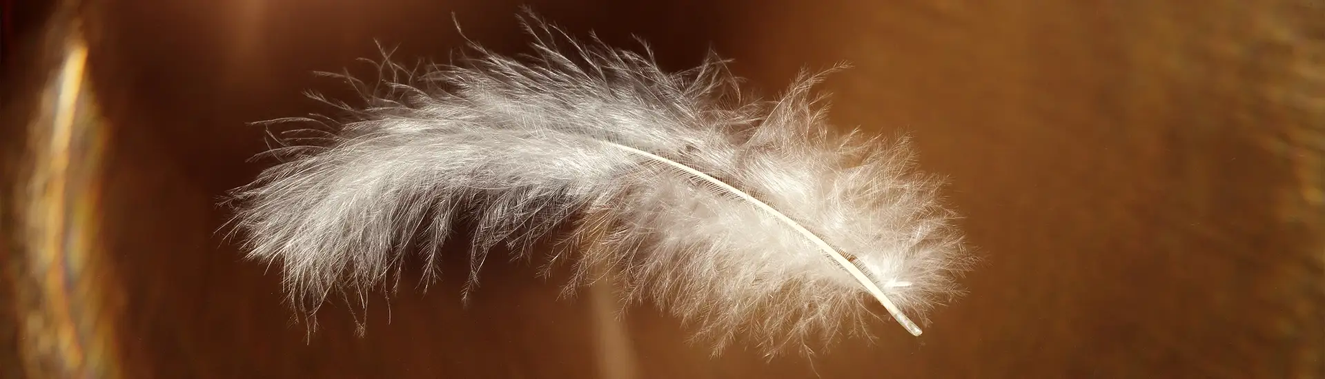 Photo d'une plume de duvet dans les airs
